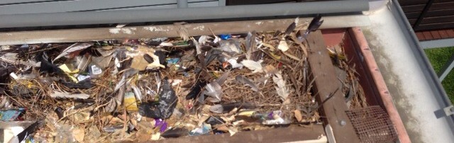 Indian minor bird nest in Caboolture home.  