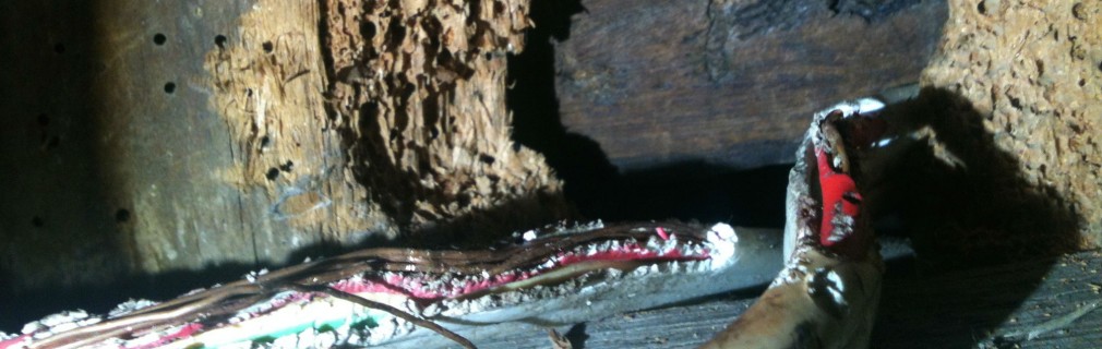 rats have gnawed away at this electrical cable and exposed the live wires.