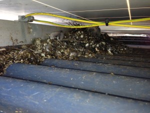 Pigeons nest under solar panel.  