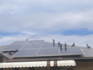 Pigeons on solar panels in Ipswich.  