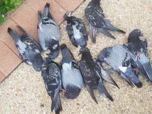 Pigeons trapped in Virgina, Brisbane