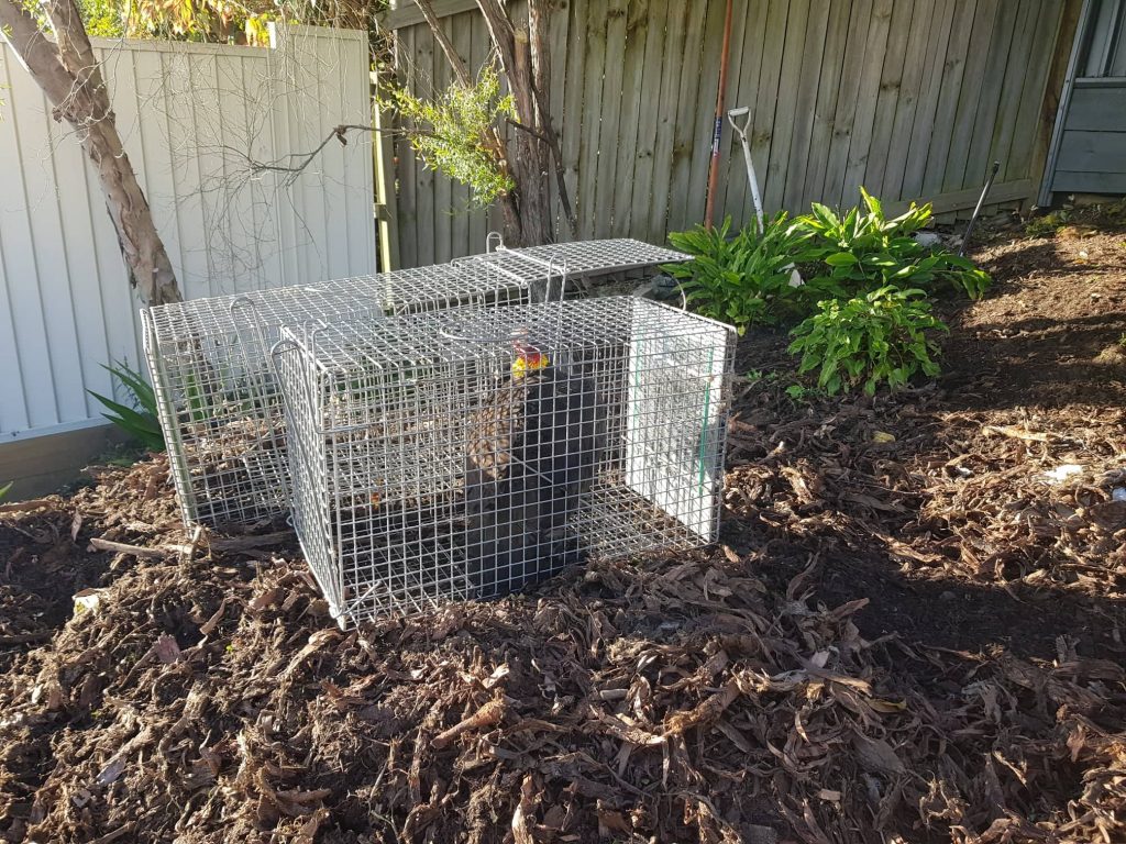 Turkey caught in Aroona
#turkey, #bush turkey, # brush turkey, #Turkey trapping, #turkey relocation