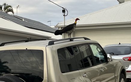 Australian Brush Turkey