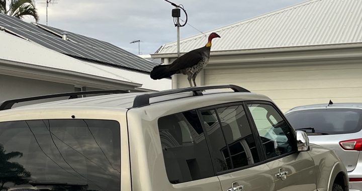 Australian Brush Turkey